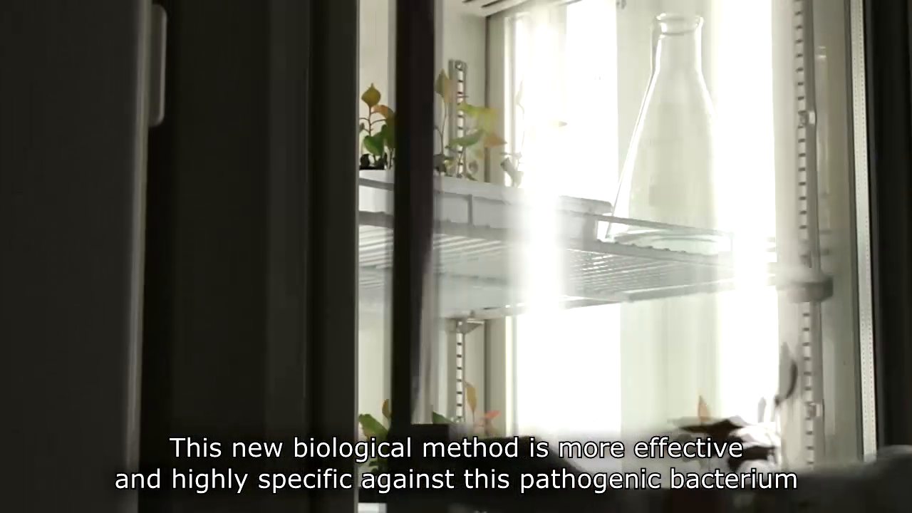 Imatge de la portada del video;Procediment de control biològic del pansiment causat per ralstonia solanacearum, a través de l'ús de bacteriòfags espe